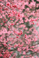 the Cherry blossoms in full bloom at Cheung Chau 5 March 2011