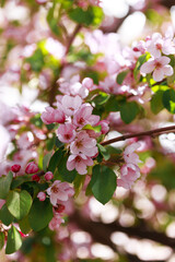 Beautiful blooming apple tree. Pink flowers