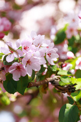 Beautiful blooming apple tree. Pink flowers