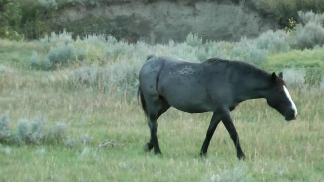 wild horse walks in the wild
wild horse in Theodore Roosevelt National Park in North Dakota USA, 2021
