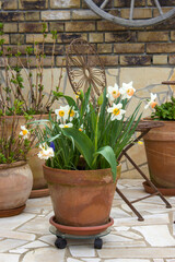 clay pots with spring flowers