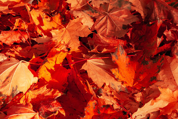 Red maple leaves close-up on a sunny autumn day. Autumn background or wallpaper