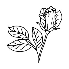 Illustration of rose flower. Beautiful decorative plant.