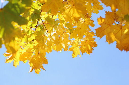 yellow and green leaves of the Canadian maple against a background of blue sky