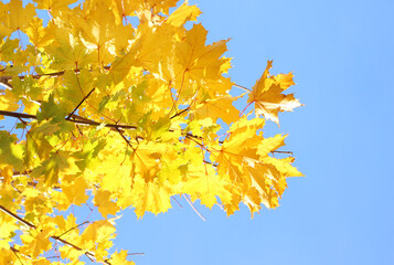 yellow and green leaves of the Canadian maple against a background of blue sky