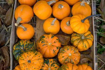 Top view Bunch of orange pumpkins