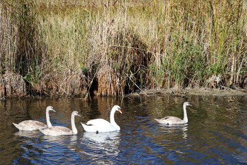 Naklejka na ściany i meble family of swans on a river in wilderness