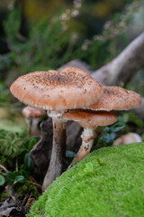 Honey fungus