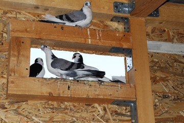 pedigreed pigeons in an inside loft