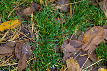 Top view of a green lawn