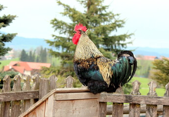 rooster © Gianlucas gallery