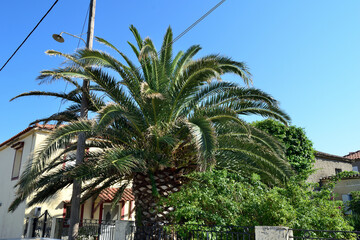 Fototapeta premium palm trees