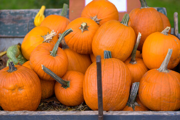 Orange pumpkins in a wooden box