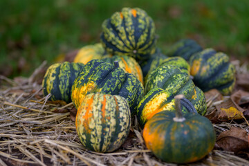 Bunch of yellow-green pumpkins in a field