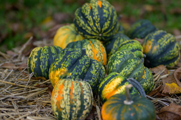 Bunch of yellow-green pumpkins in a field - Powered by Adobe