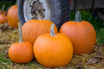 Four orange pumpkins on the ground