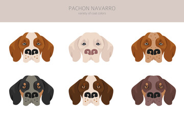 Pachon Navarro clipart. All coat colors set.  All dog breeds characteristics infographic