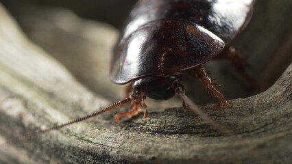 Madagascar cockroach sitting on a tree and mustache wiggling