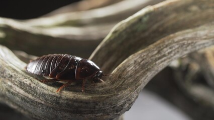 Cockroach feeding on a fungus growing on a rainforest tree trunk in the Ecuadorian Amazon
