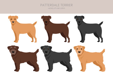 Patterdale terrier clipart. All coat colors set.  All dog breeds characteristics infographic