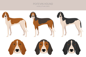 Poitevin Hound clipart. All coat colors set.  All dog breeds characteristics infographic