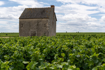 Fototapeta na wymiar Vineyards in Burgundy with House