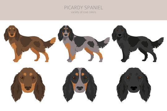 Picardy Spaniel clipart. All coat colors set.  All dog breeds characteristics infographic