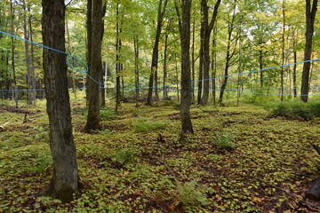 A sugar bush in early autumn, Sainte-Apolline, Québec, Canada