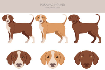 Posavac Hound clipart. All coat colors set.  All dog breeds characteristics infographic