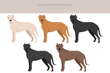 Puerto Rican Mastiff clipart. All coat colors set.  All dog breeds characteristics infographic