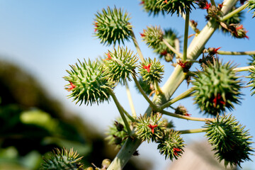 Pointed and green seed of castor plant with red accents (Ricinus communis L.)