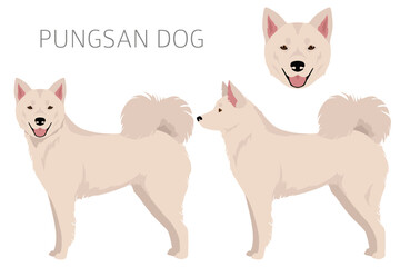 Pungsan dog clipart. All coat colors set.  All dog breeds characteristics infographic