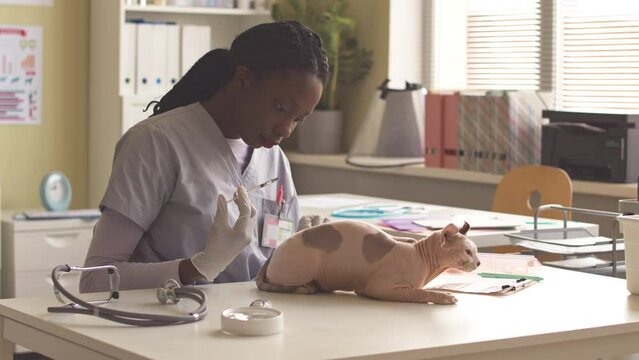 Young African American female veterinarian giving injection to hairless sphynx elf cat on medical table