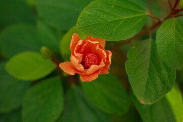 beautiful flowers on a green meadow