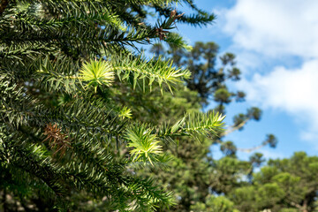 Stems with green, pointed leaves of Araucária Angustifolia, Paraná Pine