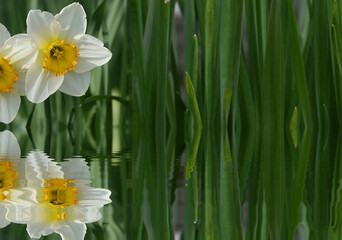 Narciso reflejado. Planta, flor. Fondo verde para escribir texto publicitario