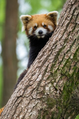 a cute red panda looks at lens from behind tree trunks