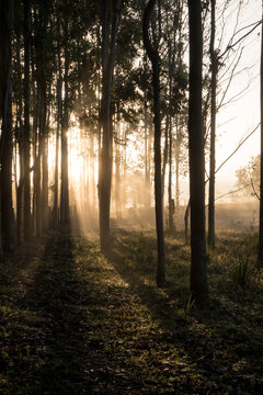 Incredible wonderful sunrise light between the eucalyptus plantation