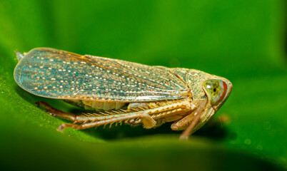 Small insect  live in green leaf  around in the  garden. Macro photography 