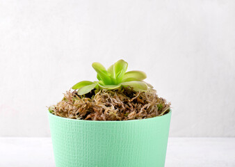 Butterworts or Pinguicula, carnivorous plant, in the green pot with sphagnum moss against the white background. Growing exotic houseplants