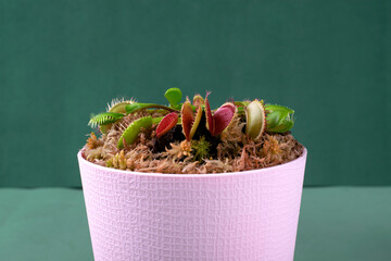 Venus flytrap, carnivorous plant, in pink pot with sphagnum moss against green background. Growing...