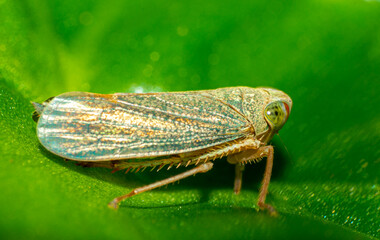 Small insect  live in green leaf  around in the  garden. Macro photography 