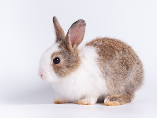 Adorable baby rabbit sitting on white background.