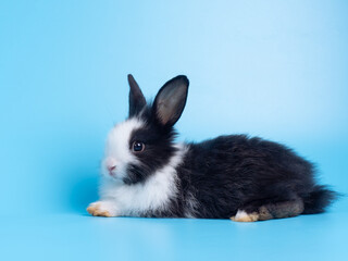 Baby cute rabbit lie down  on blue background. Lovely action of rabbit.