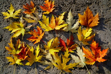 Red and yellow maple leaves, illuminated by the sun, lie against the backdrop of grey stone