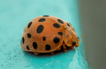 Small insect  live in green leaf  around in the  garden. Macro photography 