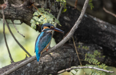 Common Kingfisher on the branch tree.