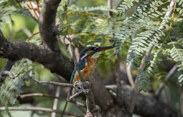 Common Kingfisher on the branch tree.