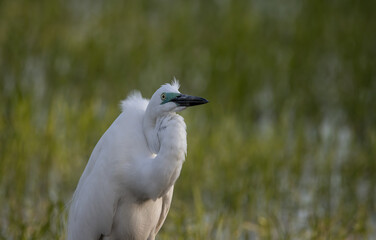 Great White Egret Animal portrait.