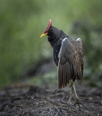 Watercock on the ground ( Animal Portrait )